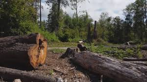 Winsted, CT Tree Care Company