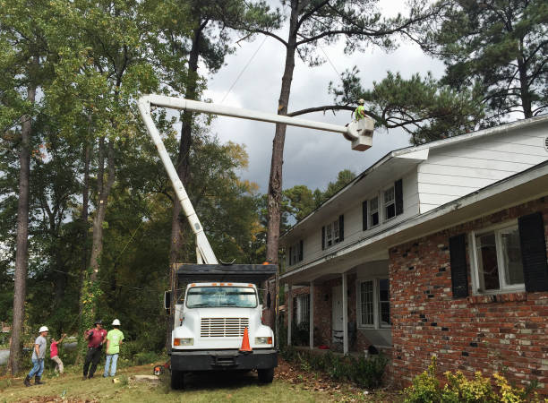 Tree and Shrub Care in Winsted, CT