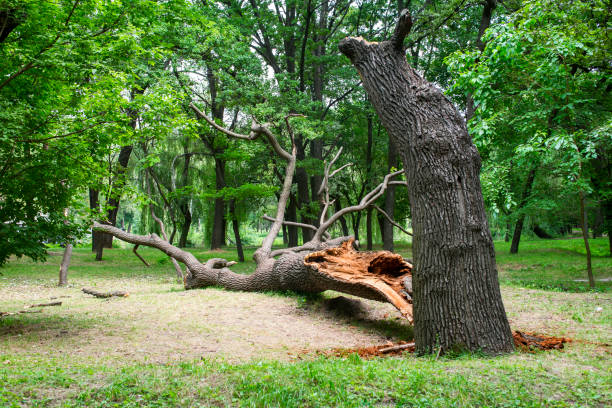 How Our Tree Care Process Works  in  Winsted, CT