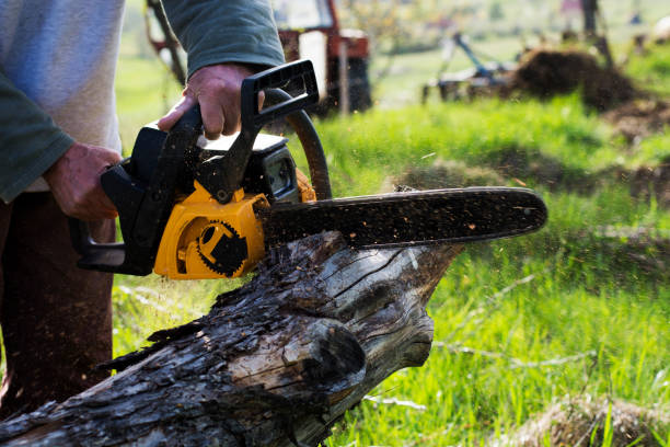 Best Tree Mulching  in Winsted, CT