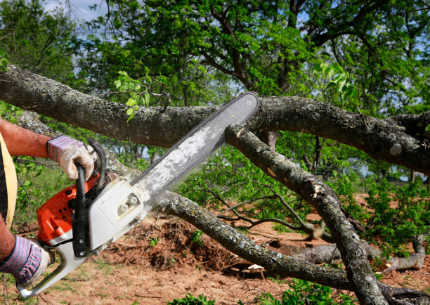 Best Tree Trimming and Pruning  in Winsted, CT